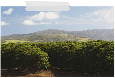 ernte aufbereitung und rostung des rohkaffees 1