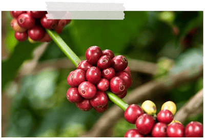 ernte aufbereitung und rostung des rohkaffees 2