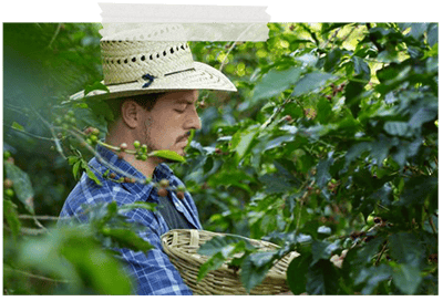 ernte aufbereitung und rostung des rohkaffees 3